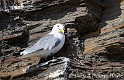 Mouette tridactyle 6762